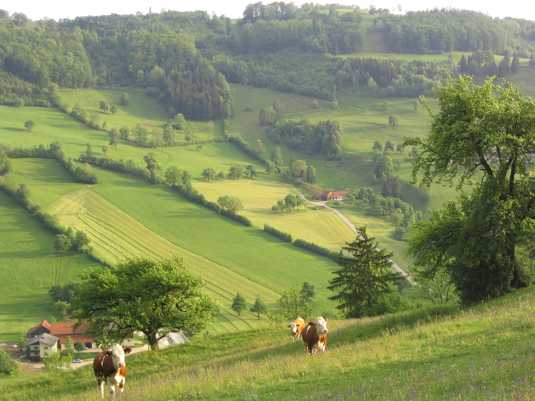 pielach-gruenlan-Kulturlandschaft